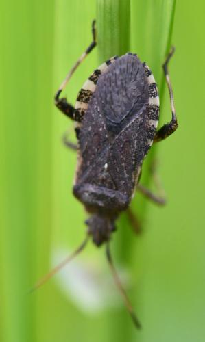 Réf. 255 162 : Ceraleptus gracilicornis